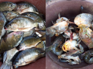 Vente de poisson d'eau douce de kossou