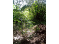 location-parcelle-02-hectares-a-anyama-small-0