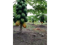 semences-de-papayer-calina-ibp9-small-0