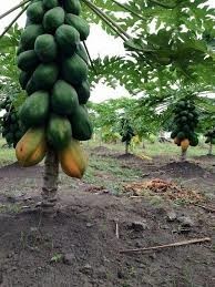 semences-de-papayer-calina-ibp9-big-0