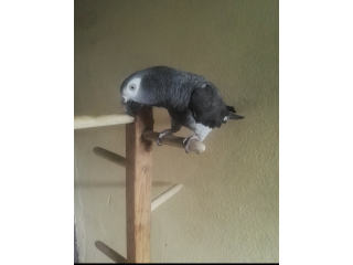 Perroquet gris timneh