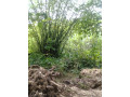 location-parcelle-agricole-05-hectares-a-azaguie-small-0