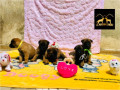 magnifique-chiots-berger-belge-malinois-disponible-small-0