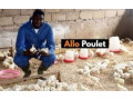 projet-elevage-de-poulet-small-1