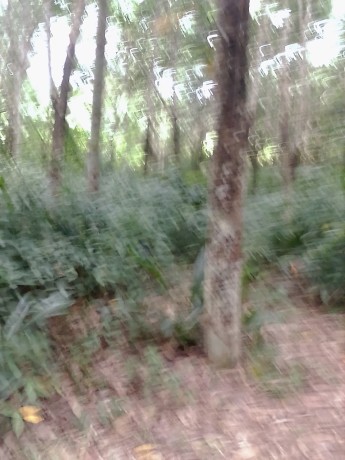 vente-plantation-dhevea-10-hectares-a-azaguie-big-0