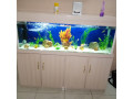 aquarium-small-2