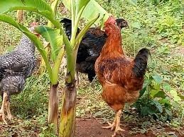 vente-de-poulet-africains-big-2