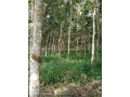 plantation-78-hectares-a-km-90-small-1