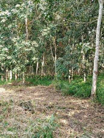 plantation-78-hectares-a-km-90-big-2