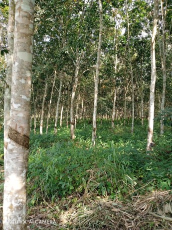plantation-78-hectares-a-km-90-big-1
