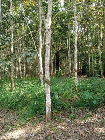 plantation-78-hectares-a-km-90-big-3