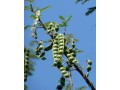 acacia-nilotica-poudre-small-1