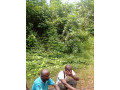 plantation-dhevea-04-hectares-a-yakasse-me-small-0