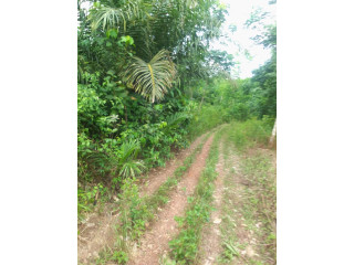 Parcelle agricole 25 hectares à Adzopé