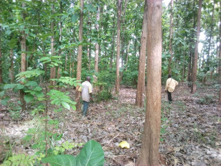 Plantation 100 hectares de Teck à Toumodi