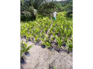 SAN PEDRO 112 ha de palmier à huile à Grabo âgé de 4 ans