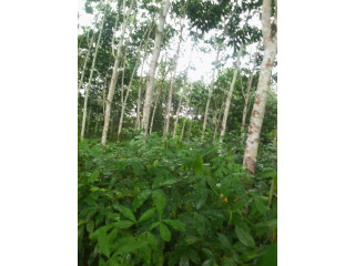Plantation hévea 05 hectares à Yakassé-mé