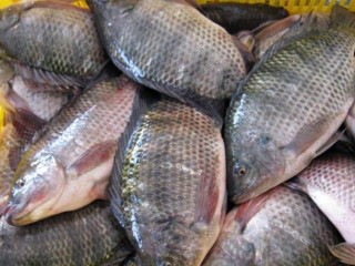 Vente de poissons et crustacés de qualité exxeptionnelle