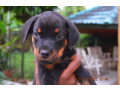 chiots-rottweiler-small-0