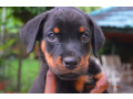 chiots-rottweiler-small-1