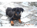 chiots-rottweiler-small-2