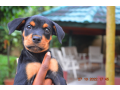 chiots-beauceron-small-2