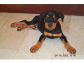 chiots-beauceron-small-0