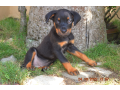 chiots-beauceron-small-1