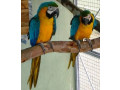 blue-and-gold-macaw-parrots-for-sale-male-and-female-available-small-0