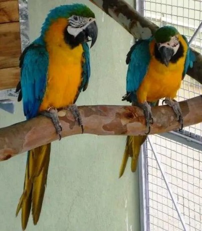 blue-and-gold-macaw-parrots-for-sale-male-and-female-available-big-0
