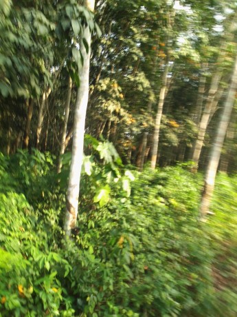 plantation-hevea-06-hectares-a-yakasse-me-big-0