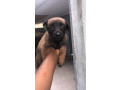chiots-malinois-charbonnes-small-3