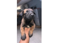 chiots-malinois-charbonnes-small-2