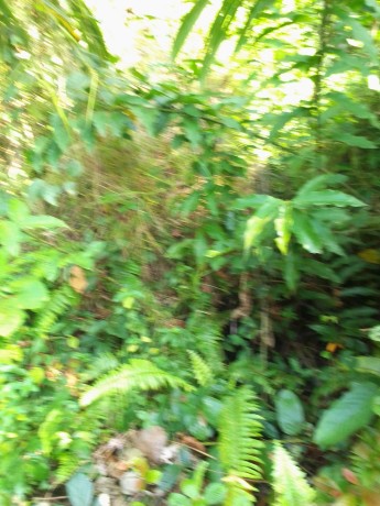 parcelle-agricole-02-hectares-a-petit-yapo-zone-agboville-big-0