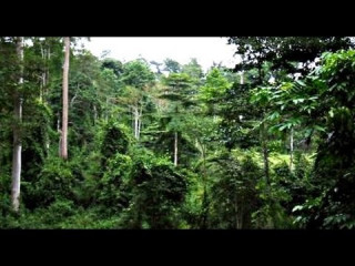 Vente de forêt agricole