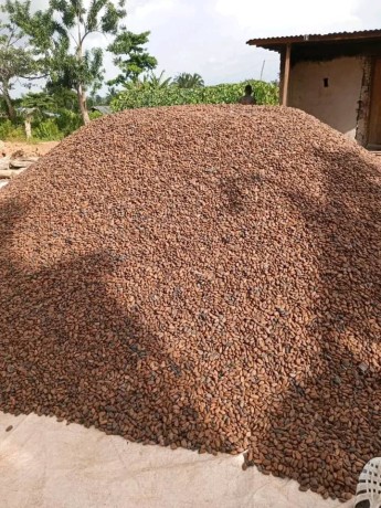 stock-de-cacao-certifie-disponible-big-1