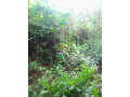 parcelle-agricole-06-hectares-a-petit-yapo-agboville-small-0