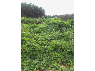 Parcelle agricole 02 hectares à Abié