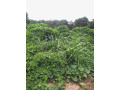 parcelle-terrain-80-hectares-avec-tf-a-agboville-small-1