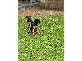 chiots-berger-allemand-pure-sang-small-1