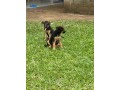 chiots-berger-allemand-pure-sang-small-0