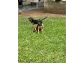 chiots-berger-allemand-pure-sang-small-2