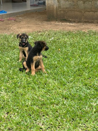 chiots-berger-allemand-pure-sang-big-1