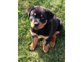 rottweiler-le-vrais-small-1