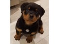 rottweiler-le-vrais-small-0