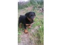 rottweiler-le-vrais-small-2