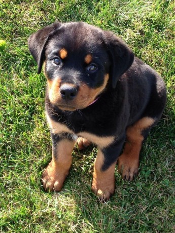 rottweiler-le-vrais-big-1