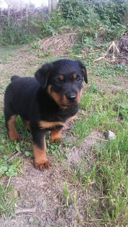 rottweiler-le-vrais-big-2