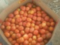 vente-de-tomata-small-2
