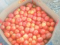 vente-de-tomata-small-1
